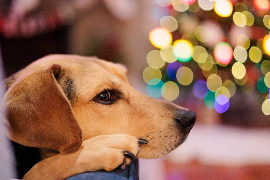 Dog rests on couch arm by Christmas tree during in-home photography session