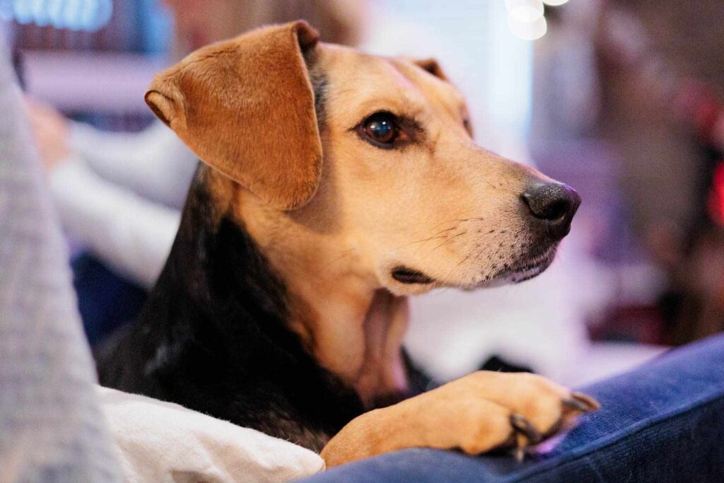 Dog looks around the room during in-home photography session